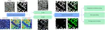 Entropy-Centric Explainable AI for Remote Sensing Image Segmentation